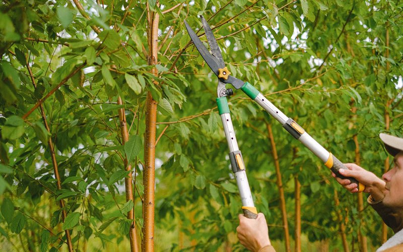 Tree trimming in Van Dyne, WI