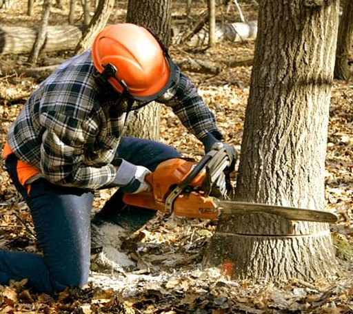 Tree Removal in Van Dyne, WI